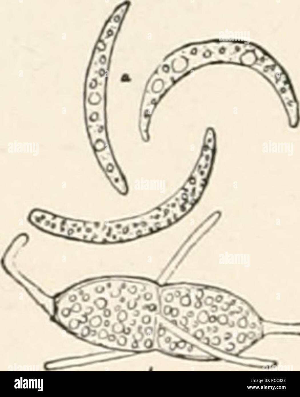 . Diseases of plants induced by cryptogamuc parasites; introduction to the study of pathogenic fungi, slime-fungi, bacteria, and algae. English ed. by William G. Smith. Plant diseases; Parasitic plants. Fig. 112.—Section of stroma oi Aglaospora. a, Boundary of stroma formed of dark brown fungus - mycelium; 6, sclerenchyma-strand of the cortex ; c, conidial cushion ; d, union of necks of two perithecia. (After Hartig.). Fig. 113.—a, Conidia ; h, asco- spore of Aglaospora toJ.eolo. ( X -^f^). (After Hartig.) superficially abjointed from the stromata; while embedded in it are groups of perithecia Stock Photo
