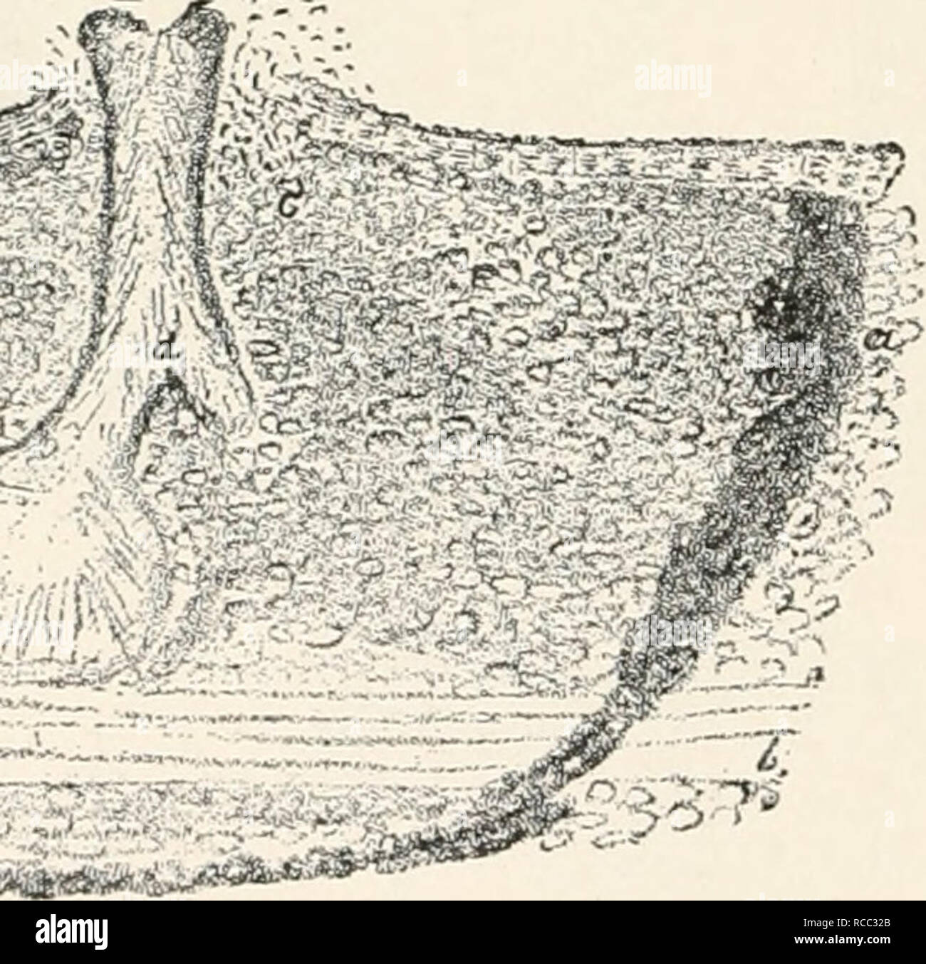 . Diseases of plants induced by cryptogamuc parasites; introduction to the study of pathogenic fungi, slime-fungi, bacteria, and algae. English ed. by William G. Smith. Plant diseases; Parasitic plants. Fig. 111.âAglaospora ialeola. Portion of cortex with embedded stromata. fi, Corky layer; h, after removal of corky layer; c, section of stroma. { x ^.) (After Hartig.) :mr&quot;='-&quot;''-5^^ ^ â ^ r.. Fig. 112.âSection of stroma oi Aglaospora. a, Boundary of stroma formed of dark brown fungus - mycelium; 6, sclerenchyma-strand of the cortex ; c, conidial cushion ; d, union of necks of two per Stock Photo