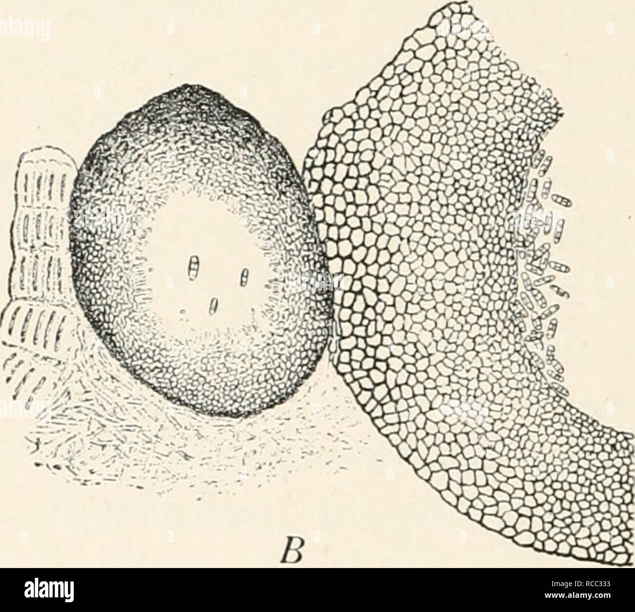 . Diseases of plants induced by cryptogamuc parasites; introduction to the study of pathogenic fungi, slime-fungi, bacteria, and algae. English ed. by William G. Smith. Plant diseases; Parasitic plants. Fig. 99.—Cucurbitaria laburni.. A, Stroma with pycnidia containing minute unicellular conidia. B, One of the large smooth pycnidia. (After v. Tubeuf.) The mature perithecia have a peridium consisting of a loose pseudoparenchyma with a rough warty exterior and a pore set in a distinct depression (Fig. 100.) The paraphyses are long, strong threads, often branched, and between them arise the long  Stock Photo