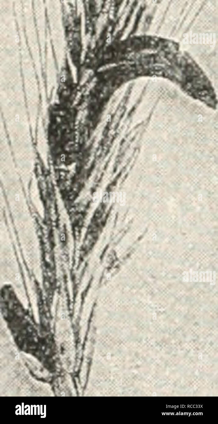. Diseases of plants induced by cryptogamuc parasites; introduction to the study of pathogenic fungi, slime-fungi, bacteria, and algae. English ed. by William G. Smith. Plant diseases; Parasitic plants. 192 ASCOMYCETKS. coats of the ovary, till gradually but completely it tills up the whole cavity. Outside the ovary the mycelium forms an. L I'ln-purea. Err/ot. Sckrotia or Ergot-grains in ears of Rye. (v.^Tubouf phot.) irregular wrinkled white stroma or sphacelia, from the hollows and folds of which little ovoid conidia are abjointed from short. Please note that these images are extracted from  Stock Photo