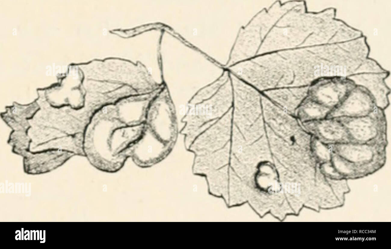 . Diseases of plants induced by cryptogamuc parasites; introduction to the study of pathogenic fungi, slime-fungi, bacteria, and algae. English ed. by William G. Smith. Plant diseases; Parasitic plants. Fi(i. d'i.—Ejousms aurevs. Leaf section from the mar^ii of a swelling, showing normal and hvpertrophied tissue. The cells of the swelling are abnonnally elong-dted with thickened walls, and some show secondary cell-division. The bases of the asci are wedged in between the cells; one ascus is shown with conidia. (v. Tubeuf del.) Exoascus carneus -lohan. occurs on leaves of Bdula odorata, JJ. n(i Stock Photo