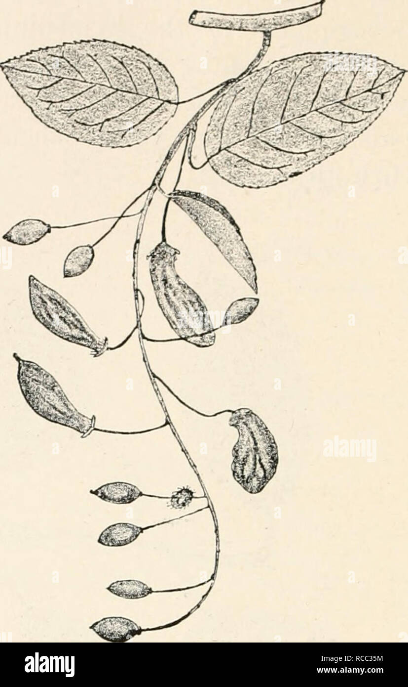 . Diseases of plants induced by cryptogamuc parasites; introduction to the study of pathogenic fungi, slime-fungi, bacteria, and algae. English ed. by William G. Smith. Plant diseases; Parasitic plants. Fig. 49.—Exoascus pruni. Malformed Plums—&quot;pocket plums&quot;; one which is cut shows the rudimentarj- stone. i- natural size. (v. Tubeuf phot.) Fig. 50.—Exoascus prv.ni on twig of Pruni'.s Padv.s (at end of July). Four of the ovaries are malformed, (v. Tubeuf del.). Please note that these images are extracted from scanned page images that may have been digitally enhanced for readability -  Stock Photo