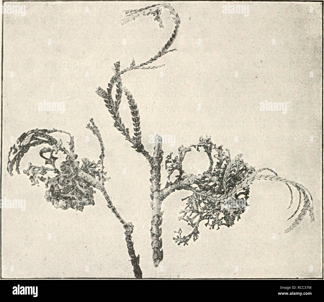 . Diseases of plants induced by cryptogamuc parasites; introduction to ...