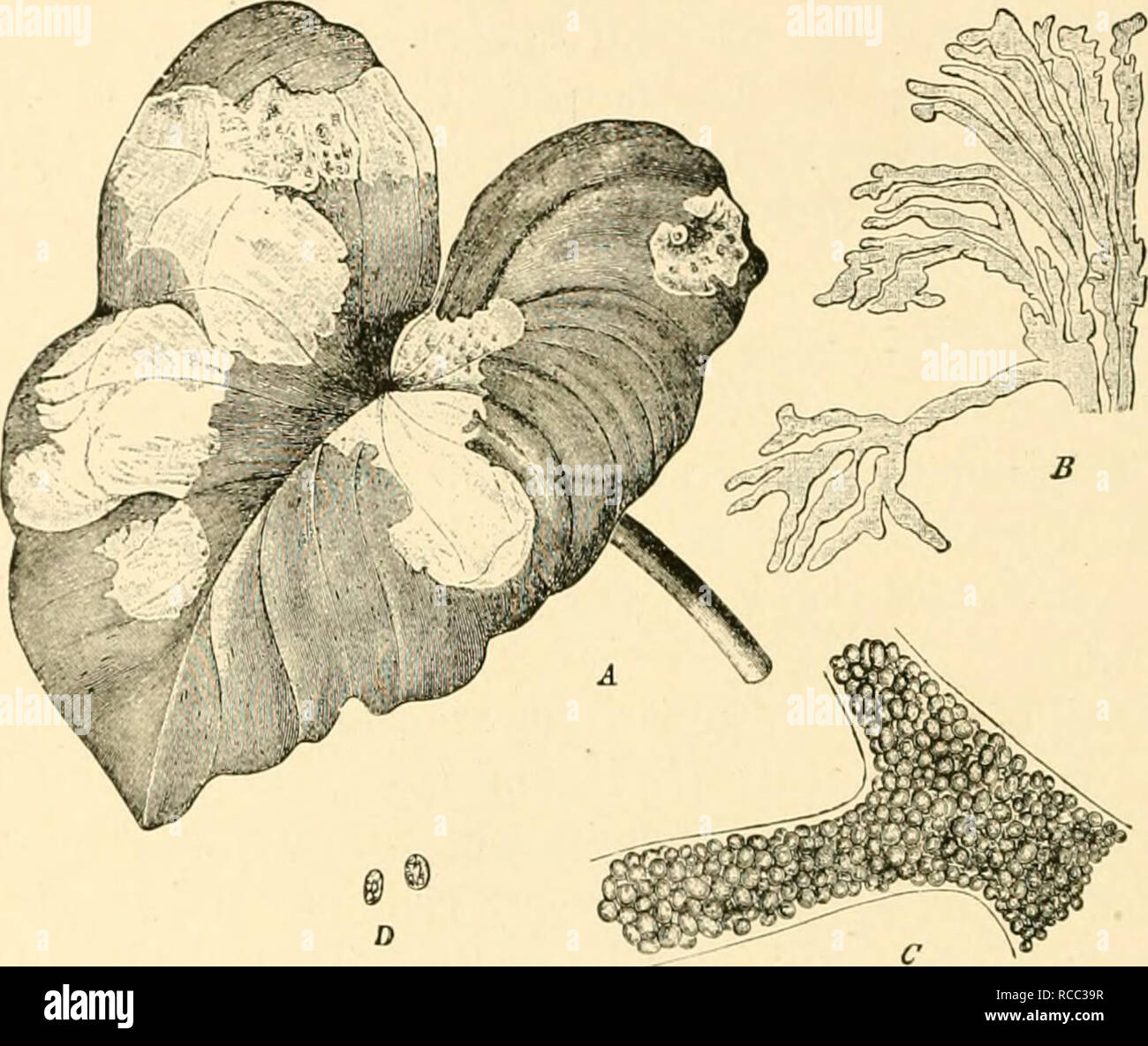 . Diseases of plants induced by cryptogamic parasites; introduction to ...