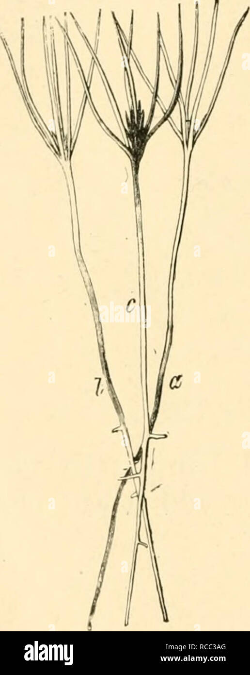 . Diseases of plants induced by cryptogamic parasites; introduction to the study of pathogenic Fungi, slime-Fungi, bacteria, &amp; Algae. Plant diseases; Parasitic plants; Fungi. 504 FUNGI IMPKRFECTI. Mastigosporium. Conidia hyaline and four-celled, frequently bristled. Mastigosporium album Riess. produces oblong dark spots with light margins on leaves of living grass. The conidia are produced on the margins of the spots (Fig. 308). Fusoma. Similar to Fusarium, but the mycelium is loose and not aggregated into a tuft. Conidia spindle-shaped and septate.. Fig. 300.—Fusoma parasiticum. Dis- ease Stock Photo