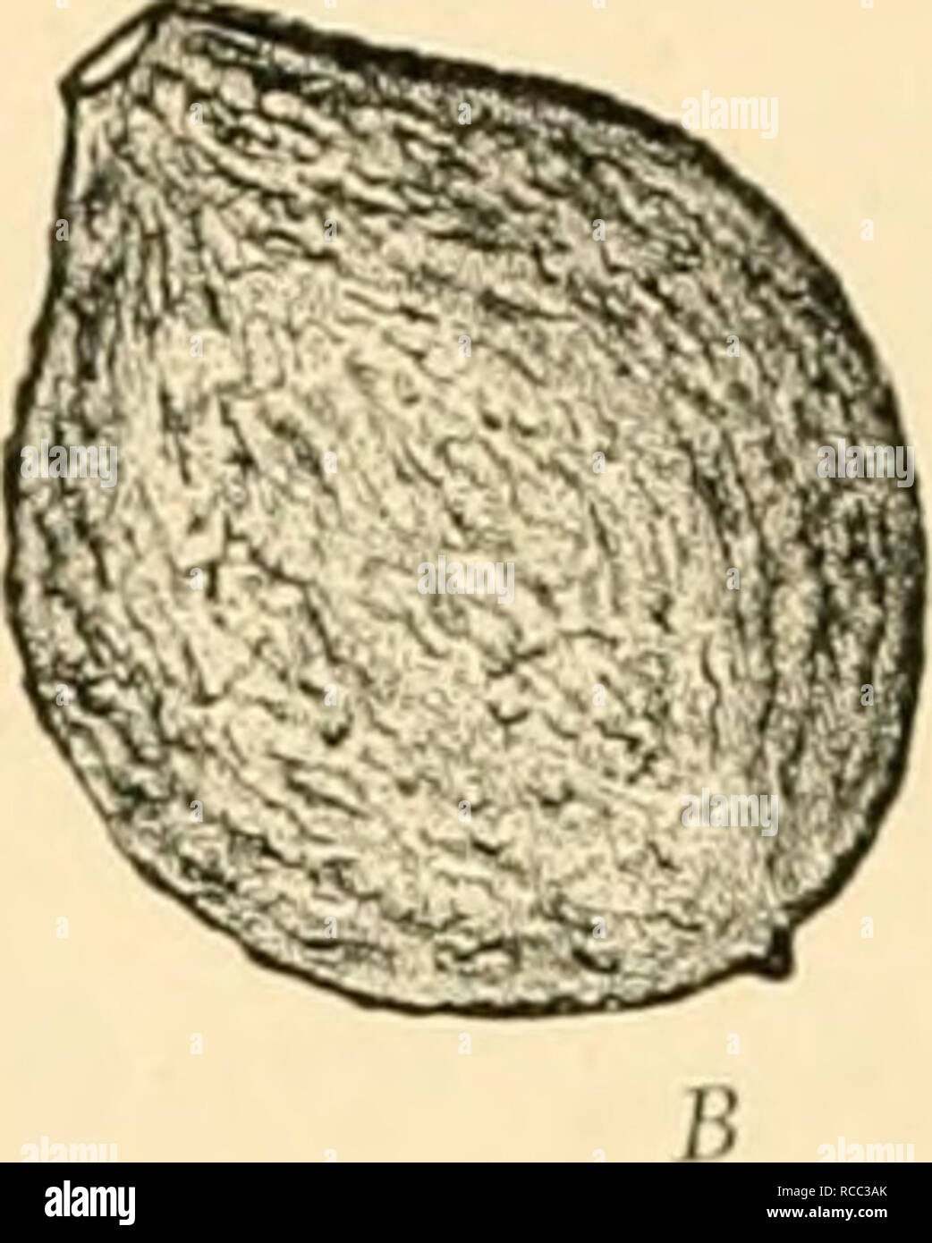 . Diseases of plants induced by cryptogamic parasites; introduction to the study of pathogenic Fungi, slime-Fungi, bacteria, &amp; Algae. Plant diseases; Parasitic plants; Fungi. Fig. 30C—MoHilia fructigena more or less concentric lines, attack, (v. Tubeuf del.) A, Apple showing the grey conidial patches as S, Young Peach, slnivelled up in consequence of next spring, when the fruit is again moist, further conidia are given off'. Infection takes place by wounds or even through the epidermis of young leaves and blossoms. The conidia have. Please note that these images are extracted from scanned Stock Photo