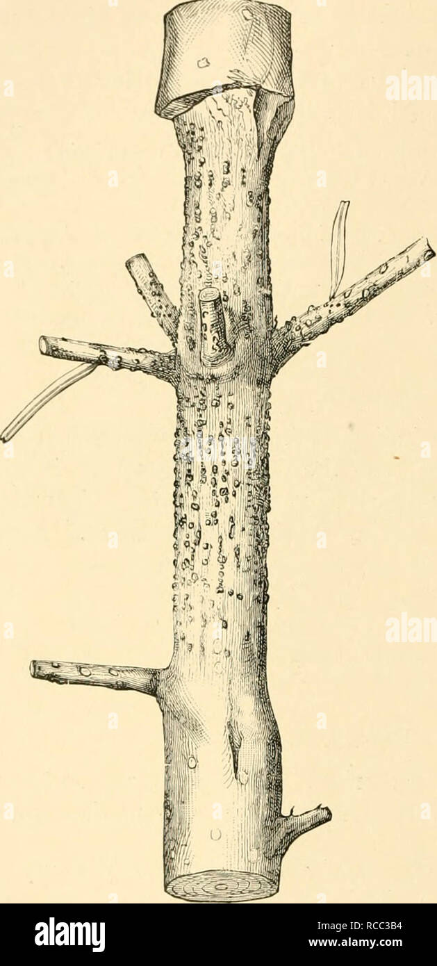 . Diseases of plants induced by cryptogamic parasites; introduction to the study of pathogenic Fungi, slime-Fungi, bacteria, &amp; Algae. Plant diseases; Parasitic plants; Fungi. 466 FUNGI IMPERFECTI. stricted tissue will be found extending quite round the twig (Fig. 293). At these places the bark and cambium have been killed, whereas the higher portions of the twig have continued to increase in thickness. Numerous small black pycnidia break out on the bark of diseased places and give off small unicellular spindle-shaped conidia, which convey infection to new hosts in August or September. Kill Stock Photo
