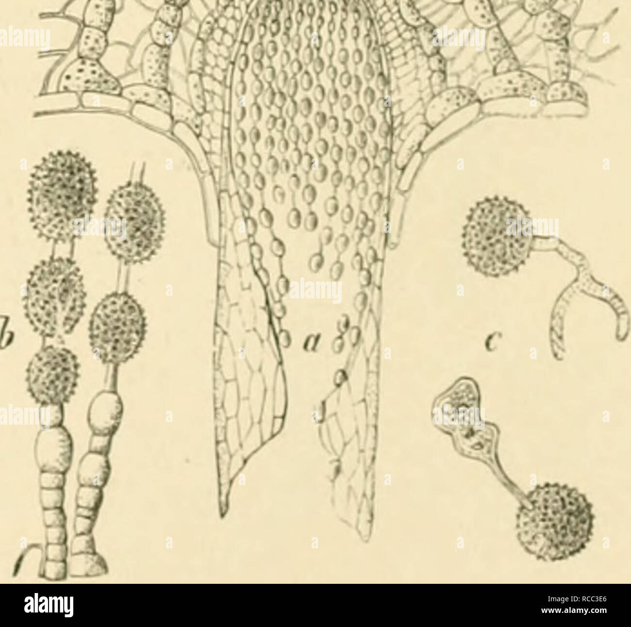 . Diseases of plants induced by cryptogamic parasites; introduction to the study of pathogenic Fungi, slime-Fungi, bacteria, &amp; Algae. Plant diseases; Parasitic plants; Fungi. Fio. 205.—CulypiOKpora OoipiKAiano. Aecidia on the under surface of needles of Silver Fir. (v. Tubeuf del.) &quot;m^^w^. Fici. 206.—Aecidium in a needle of Silver Fir (much enUirged). b. Series of aecidiospores and intermediate celLs. c Germinating aecidiospores. (After R. Hartig.) Tliis aecidium is also found on Ahys cvphalonicfi in U])per Bavaria. Barclayella deformans Diet.' This lias been found in the Himalaya rey Stock Photo