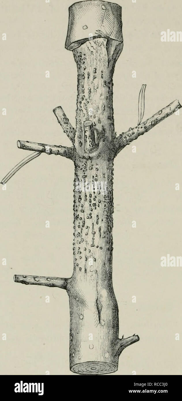 . Diseases of plants induced by cryptogamic parasites; introduction to the study of pathogenic Fungi, slime-Fungi, bacteria, &amp; Algae. Plant diseases; Parasitic plants; Fungi. 466 FUNGI IMPEKFECTI. stricted tissue will be found extending quite round the twig (Fig. 293). At these places the bark and cambium have been killed, whereas the higher portions of the twig have continued to increase in thickness. Numerous small black pycnidia break out on the bark of diseased places and give of!&quot; small unicellular spindle-shaped couidia, which convey infection to new hosts in August or September Stock Photo