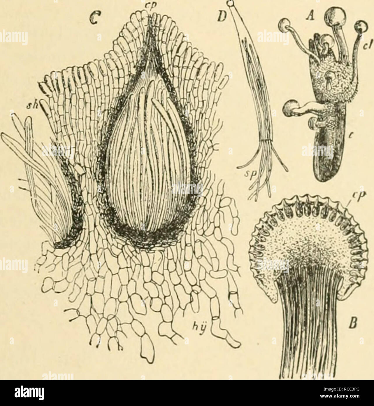 . Diseases of plants induced by cryptogamic parasites; introduction to the study of pathogenic Fungi, slime-Fungi, bacteria, &amp; Algae. Plant diseases; Parasitic plants; Fungi. CLAVICEPS. 193 conidiophores. A very sweet tluid, the so-called &quot;honey-dew,&quot; is separated from the sphacelia; this attracts insects, which carry the conidia to other flowers. Since the conidia are capable of immediate germination, and give rise to a mycelium which penetrates through the outer coat of the ovary, the disease can be quickly disseminated during the flowering season of the grasses. After the form Stock Photo