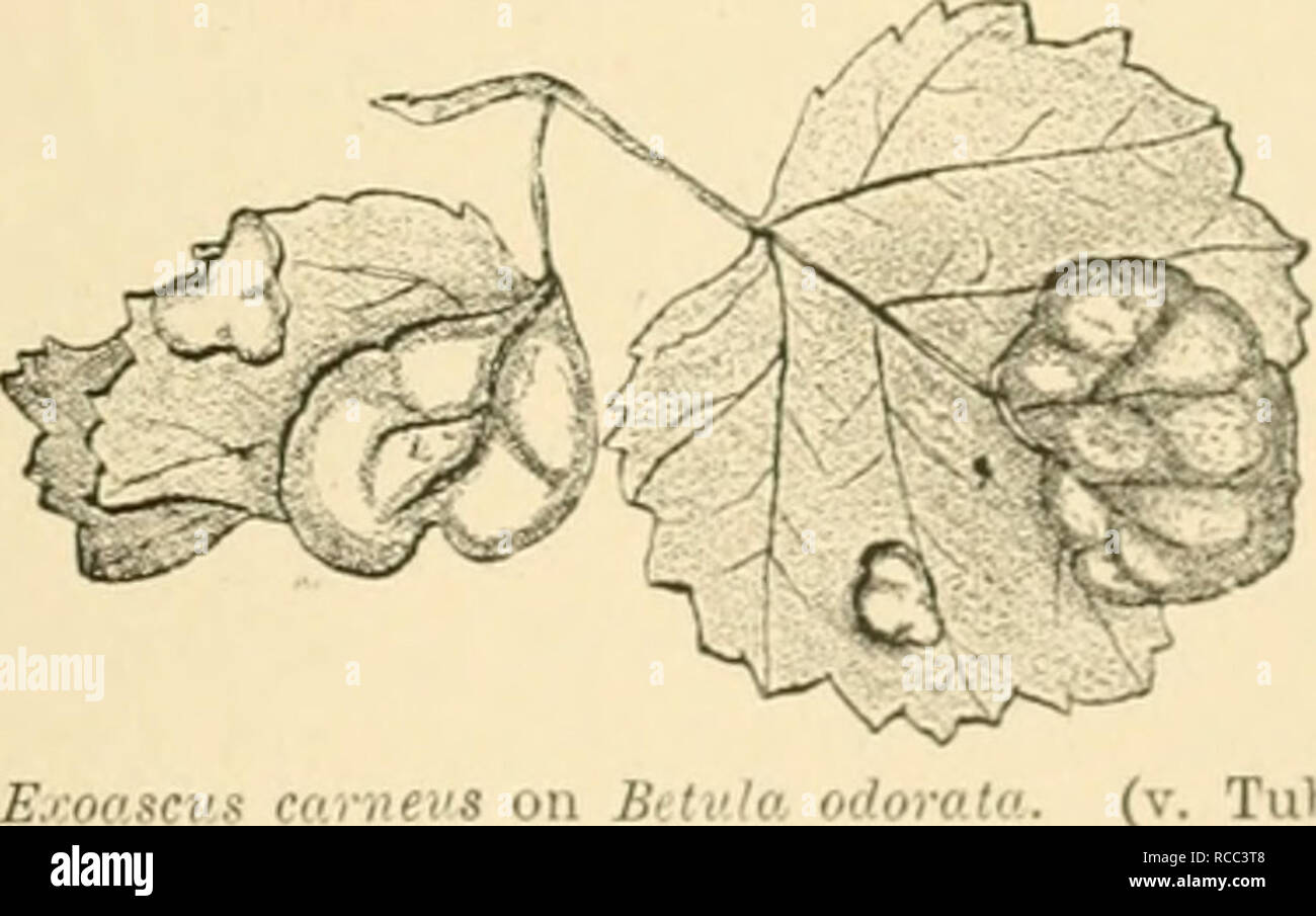 . Diseases of plants induced by cryptogamic parasites; introduction to the study of pathogenic Fungi, slime-Fungi, bacteria, &amp; Algae. Plant diseases; Parasitic plants; Fungi. Fici. 6'i.—Ej:o((scv.s aurevs. Leaf section from the margin of a swelling, showing normal and hypertrophied tissue. The cells of the swelling are alniomially elongated with thickened walls, and some show secondary cell-division. The bases of the asci are wedged in between the cells; one ascus is shown with conidia. (v. Tubeiif del.) Exoascus cameus Johan. occurs on leaves of Betula o'loralu, B. ndua, and B. intermedia Stock Photo