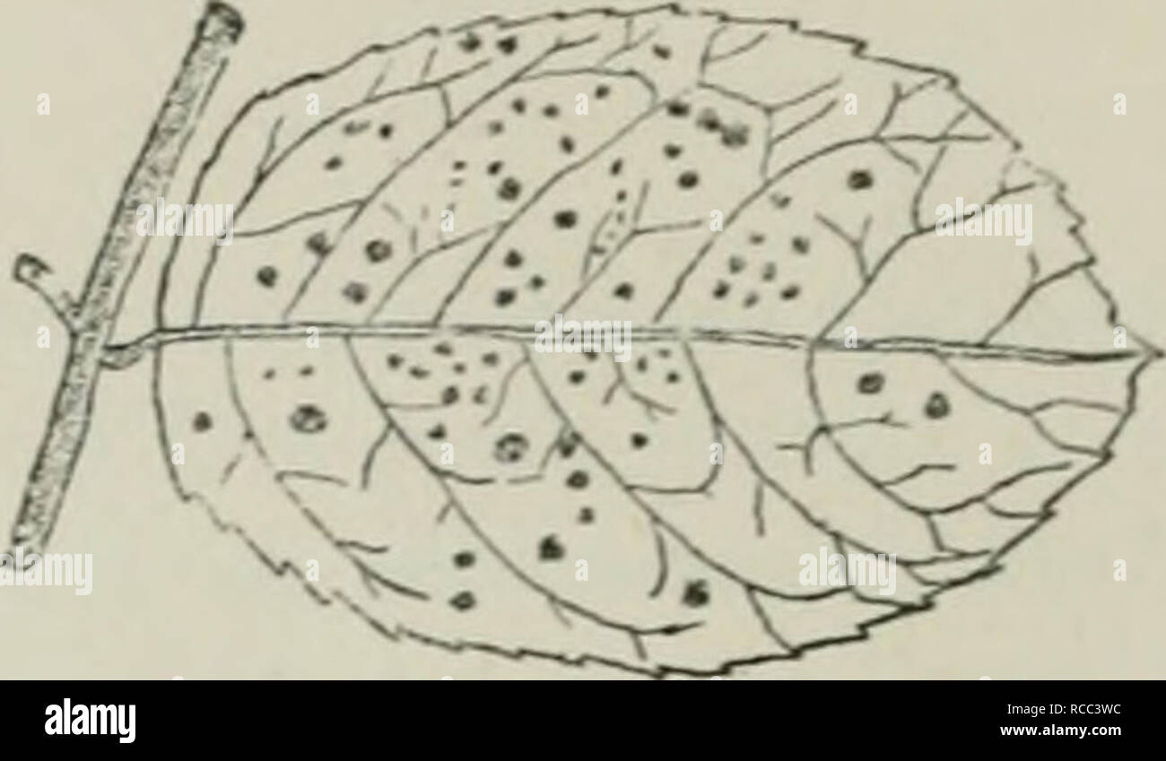 . Diseases of plants induced by cryptogamic parasites; introduction to the study of pathogenic Fungi, slime-Fungi, bacteria, &amp; Algae. Plant diseases; Parasitic plants; Fungi. Fig. 194.—Phrut/midium subcorticium on a Rose leaf. The black spots are teleutospore-patches on the uuder- sm-face of the leaf. (v. Tubeuf del.) Fig. 103.—Triphragnuv.m v.lmarine on S/&gt;iiv«rt Ulmaria. Germinating teleuto- spore, with promycelia and sporidia. (After Tulasne.) teleutospores are produced in loose patches. The aecidial patches have no covering, but are surrounded by club-shaped paraphyses. The genus fr Stock Photo