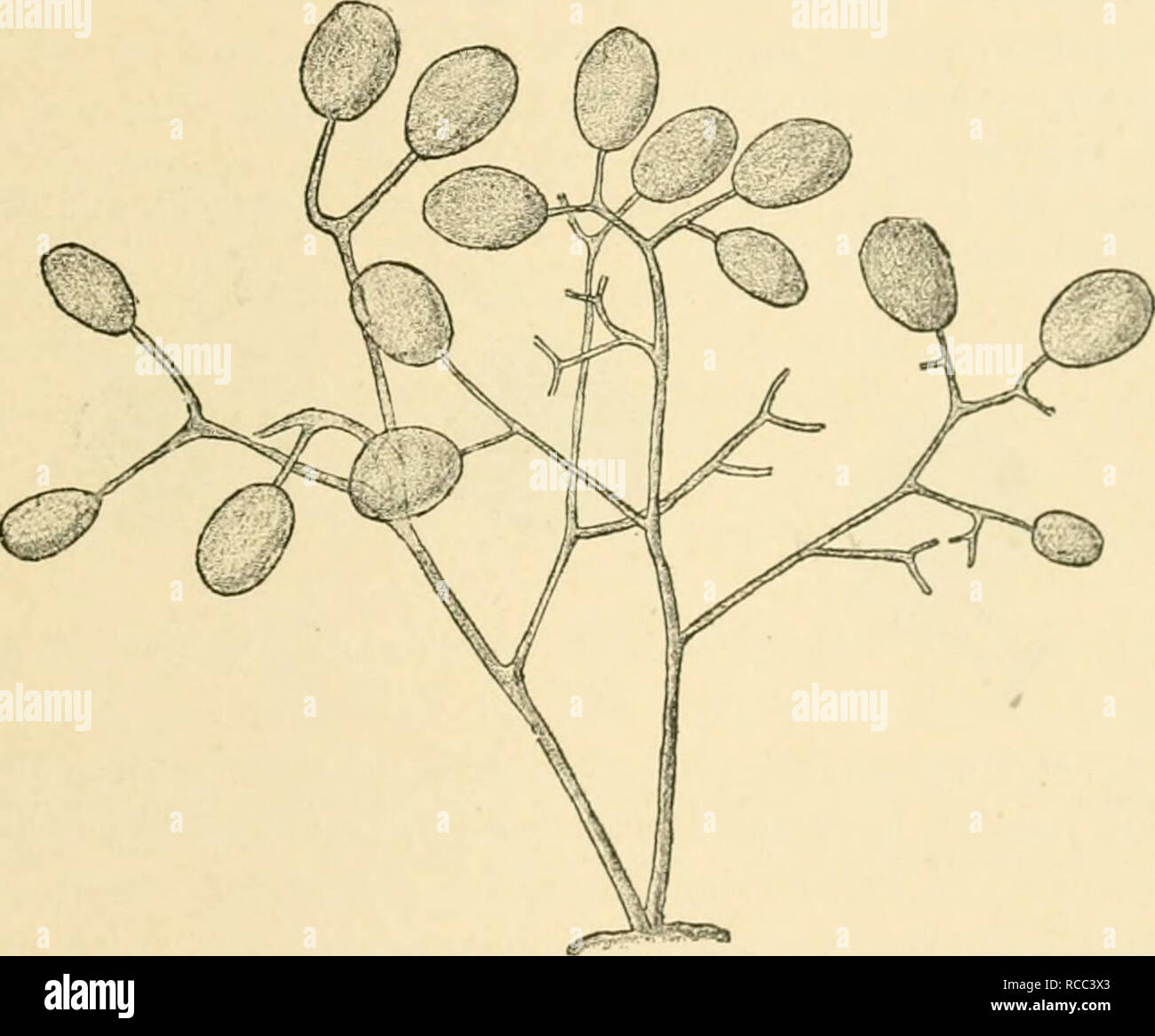 Peronospora sparsa hi-res stock photography and images - Alamy