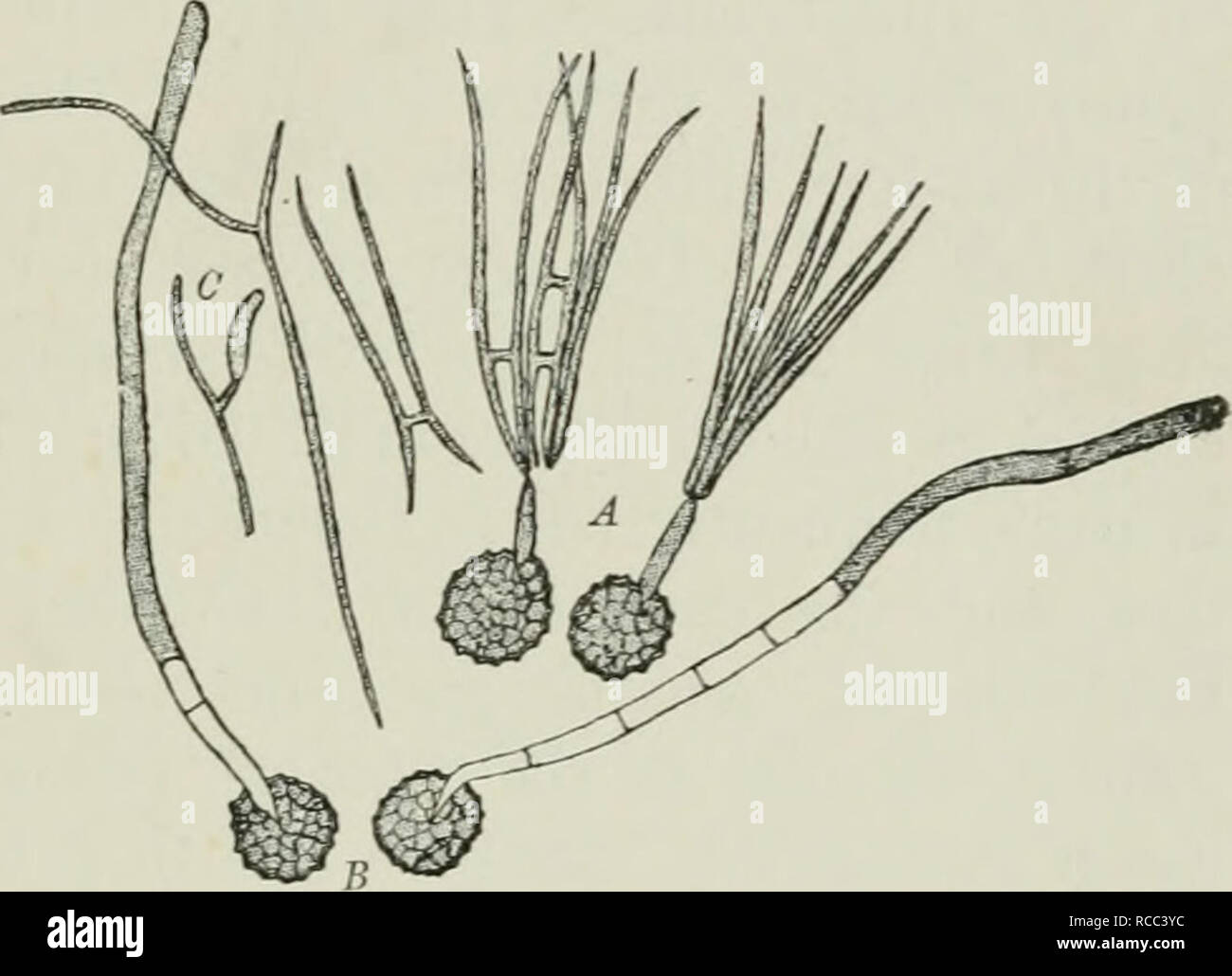 . Diseases of plants induced by cryptogamic parasites; introduction to the study of pathogenic Fungi, slime-Fungi, bacteria, &amp; Algae. Plant diseases; Parasitic plants; Fungi. Fig. 167. — Titletia tritici. A, Two spores germinated in moist air; a short promycelium is developed, and bears a crowu of conidia (sporidia), several of which have fused in pairs. Fushion of conidin, germination, and development of a secondary conidium, C, are also shown. B, Two spores germinated in water with promycelia which elongate till the water surface is reached, where they form sporidia; the . promycelia are Stock Photo