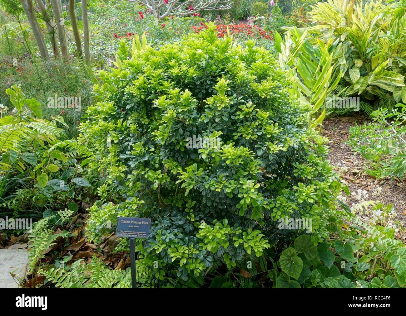 Aglaia odorata - Mounts Botanical Garden - Palm Beach County, Florida Stock Photo