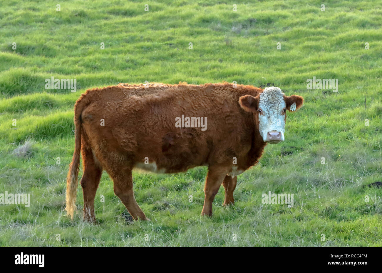 Brown Cow Grazing in Pasture in Northern California Stock Photo - Alamy