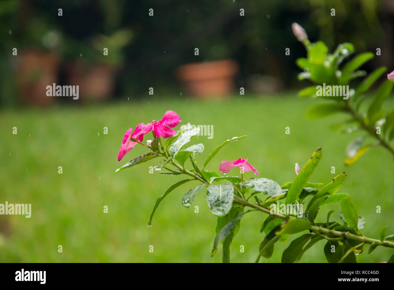 Flowers in the rain, Chulas, Catharanthus roseus Stock Photo Alamy
