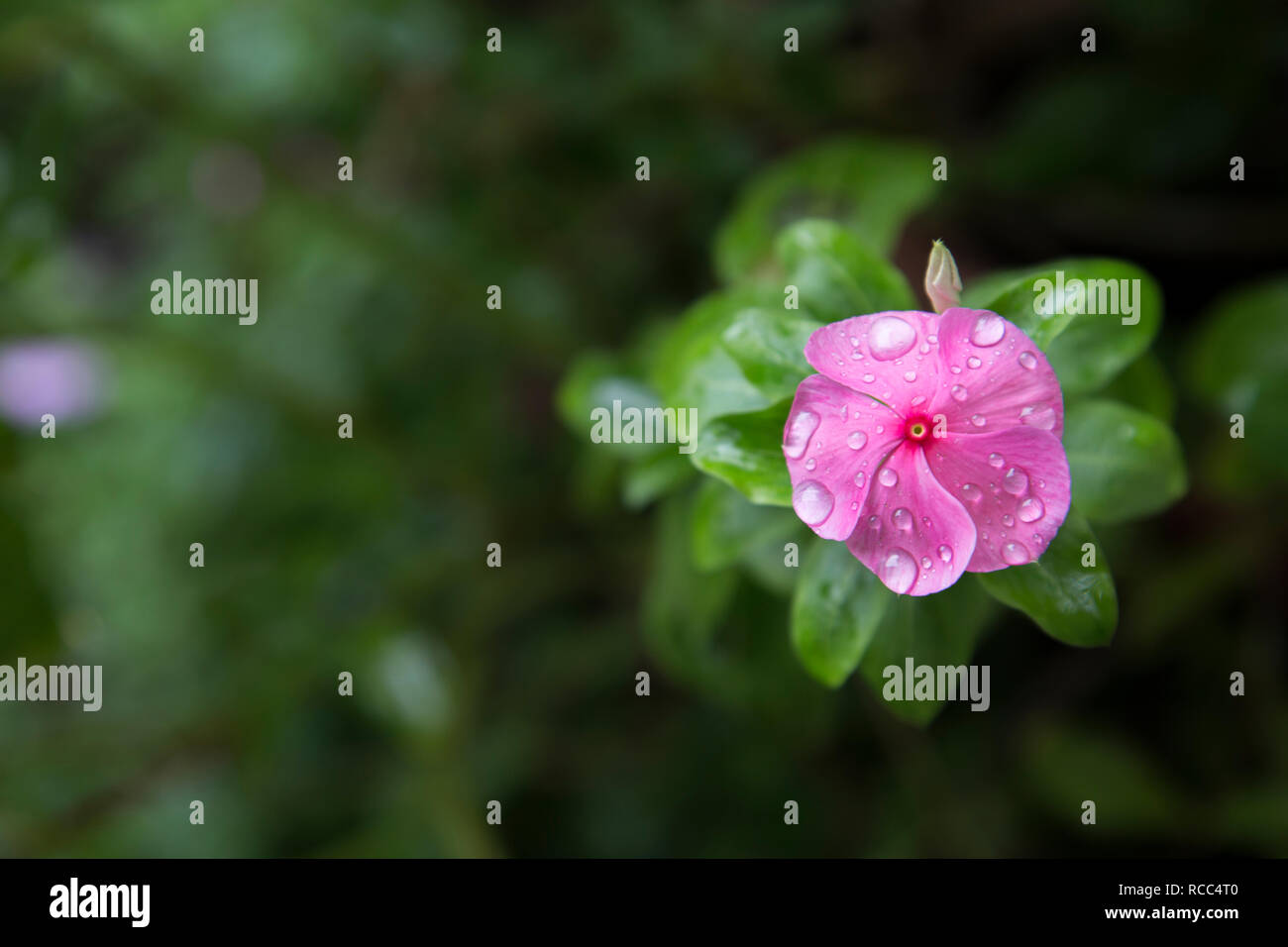 Flowers in the rain, Chulas, Catharanthus roseus Stock Photo - Alamy