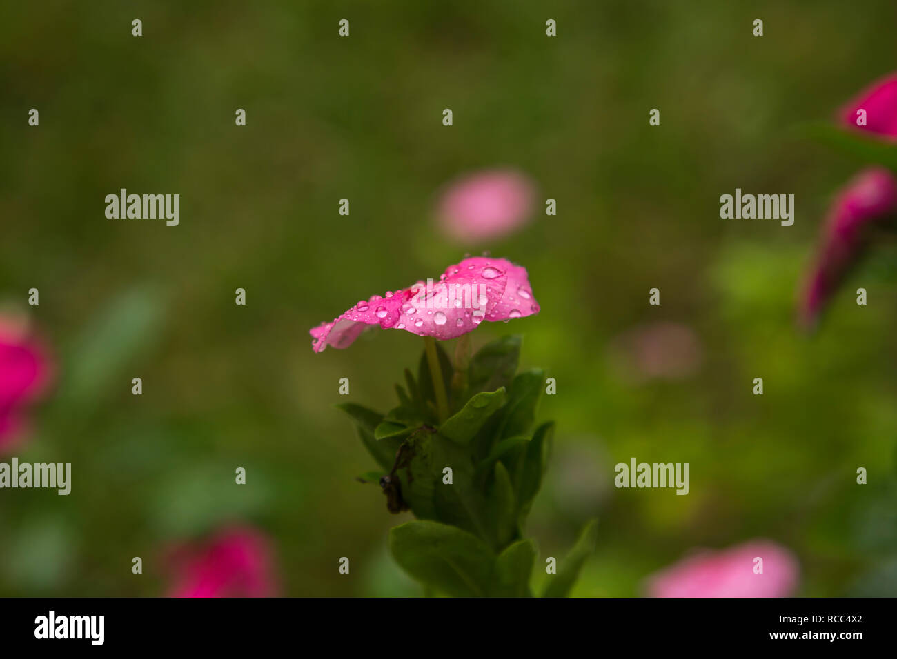 Flowers in the rain, Chulas, Catharanthus roseus Stock Photo Alamy