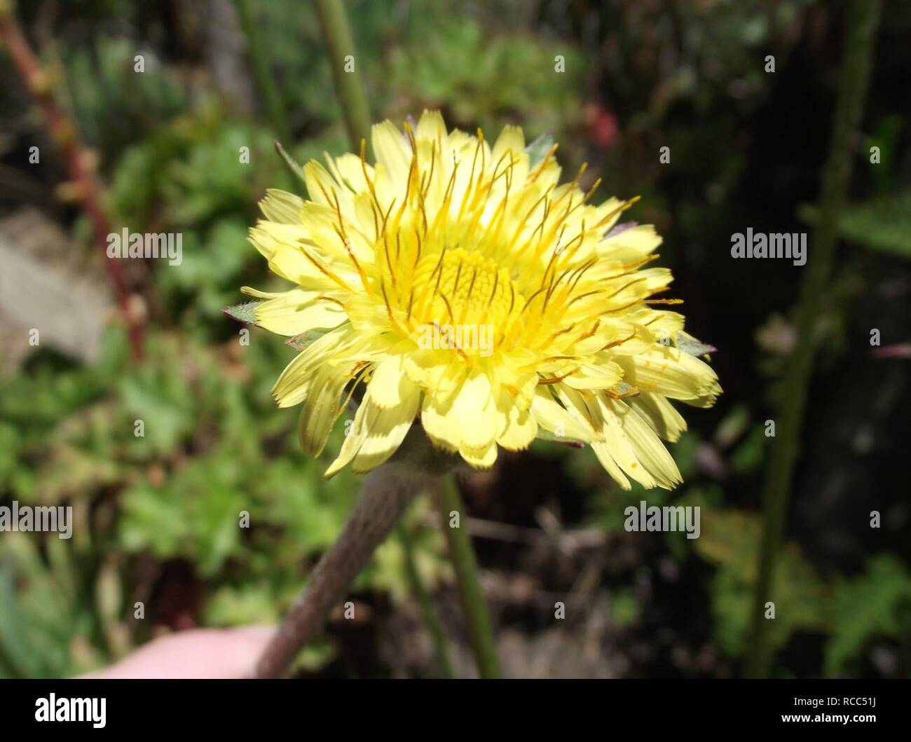 Agoseris grandiflora. Stock Photo