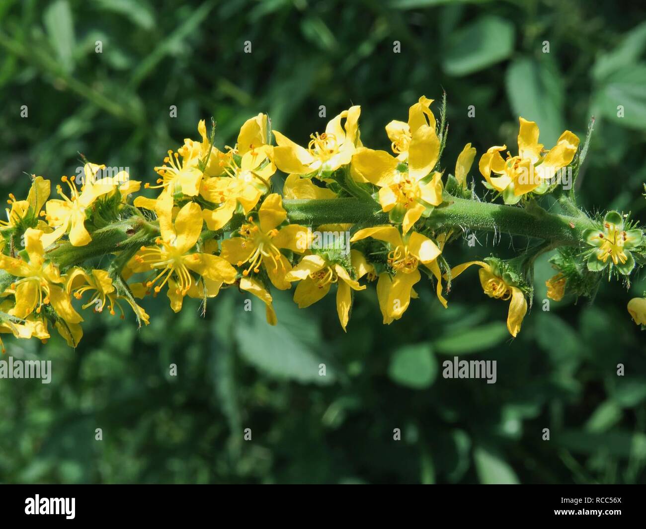 Agrimonia procera Kiev2. Stock Photo