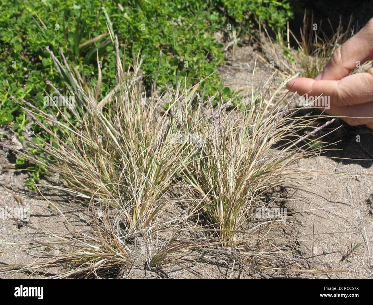 Agrostis blasdalei. Stock Photo