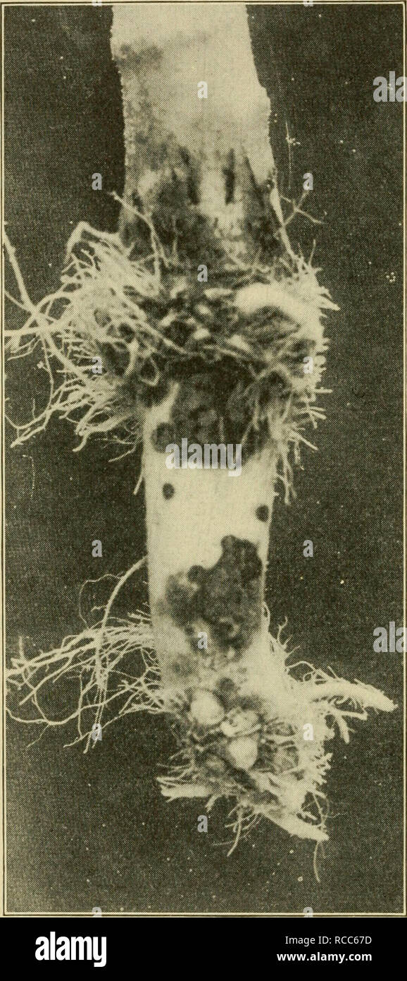 . Diseases of economic plants. Plant diseases. 22 Diseases of Economic Plants. Fig. 5. — Corticium on cabbage. Peltier. cherry, ble to raspberry, its attack and Australia, and may be regarded as of world- wide distribution. The first account of it in the United States was made by Pammel in 1891. Since then nu- merous bulletins deal- ing with it on various hosts have been pub- lished. It is quite in- different to its hosts, embracing especially members of the pink, crucifer, legume, po- tato, and sunflower families and in all about fifty families of plants including conifers and ferns. Some 165 Stock Photo