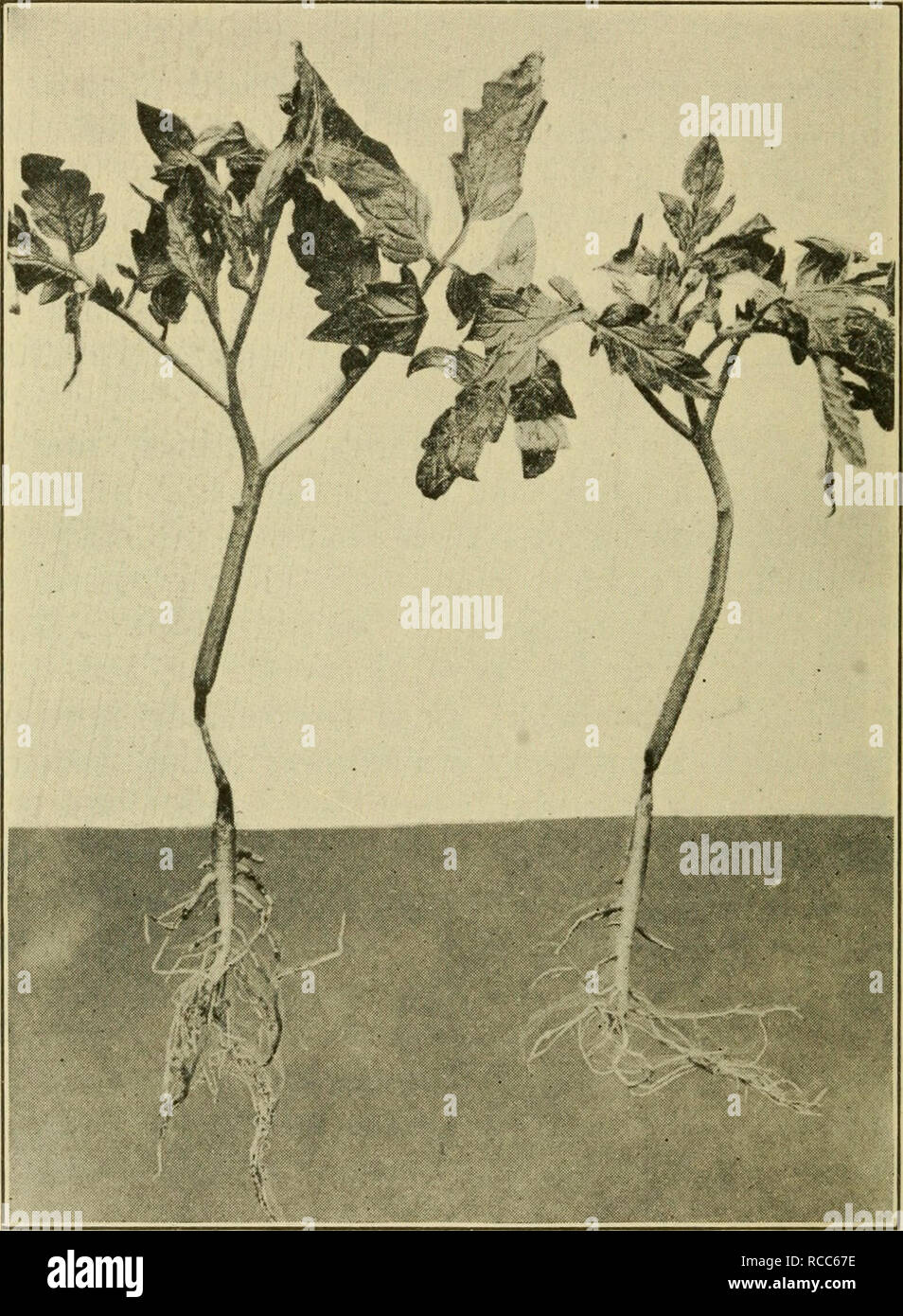 . Diseases of economic plants. Plant diseases. 20 Diseases of Economic Plants of fungi, prominent among them being Pythium, Thielavia, Corticium, Fusarium, Botrytis, Sclerotinia, Sclerotium, Phoma, Volutella, Phytophthora, CoUetotrichum, Gloeospo-. FiG. 4. — Stems of young greenhouse tomato plants damped- off frcm attacks of Corticium. After Humbert. rium. The fungus which causes this condition ma}^ often be seen as a weft of myceHum around the base of the diseased plant, or even creeping over the ground to some distance.. Please note that these images are extracted from scanned page images th Stock Photo