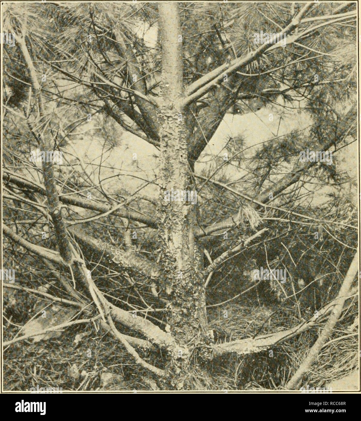 . Diseases of economic plants. Plant diseases. 398 Diseases of Economic Plants lines which extend lengthwise of the leaves arfe produced by the ascus-bearing organs. Premature defoliation results.. Fig. 210. — Cronartium ribicola on pine showing general aspect of disease. After CoUey. Leaf-blight, twig-blight (Lophodermium brachysporum Rostr.). — In Maine the leaf-blight has been noted as de- structive to a considerable number of small trees and in-. Please note that these images are extracted from scanned page images that may have been digitally enhanced for readability - coloration and appea Stock Photo
