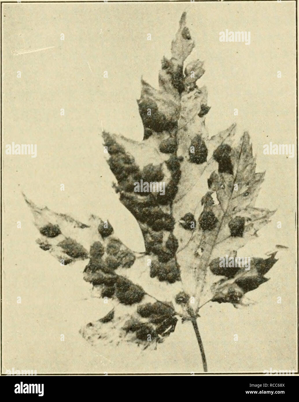 . Diseases of economic plants. Plant diseases. Trees and Timber 393 and die as though frosted. Young leaves and shoots are killed and by their death induce abnormal branching, result- ing in a compact head. The disease seems limited to young trees. Bordeaux mixture is advised — three or more sprayings.. Fig. 208. — Maple tar-spot. After Heald. Thrombosis (Verticillium).—-Leaves wilt and branches die due to plugging of the veins by the fungus. Dark streaks show in the wood of affected twigs. MULBERRY Blight (Bacterium niori B. &amp; L.). —Upon the leaf small, reddish-brown spots, pellucid when  Stock Photo