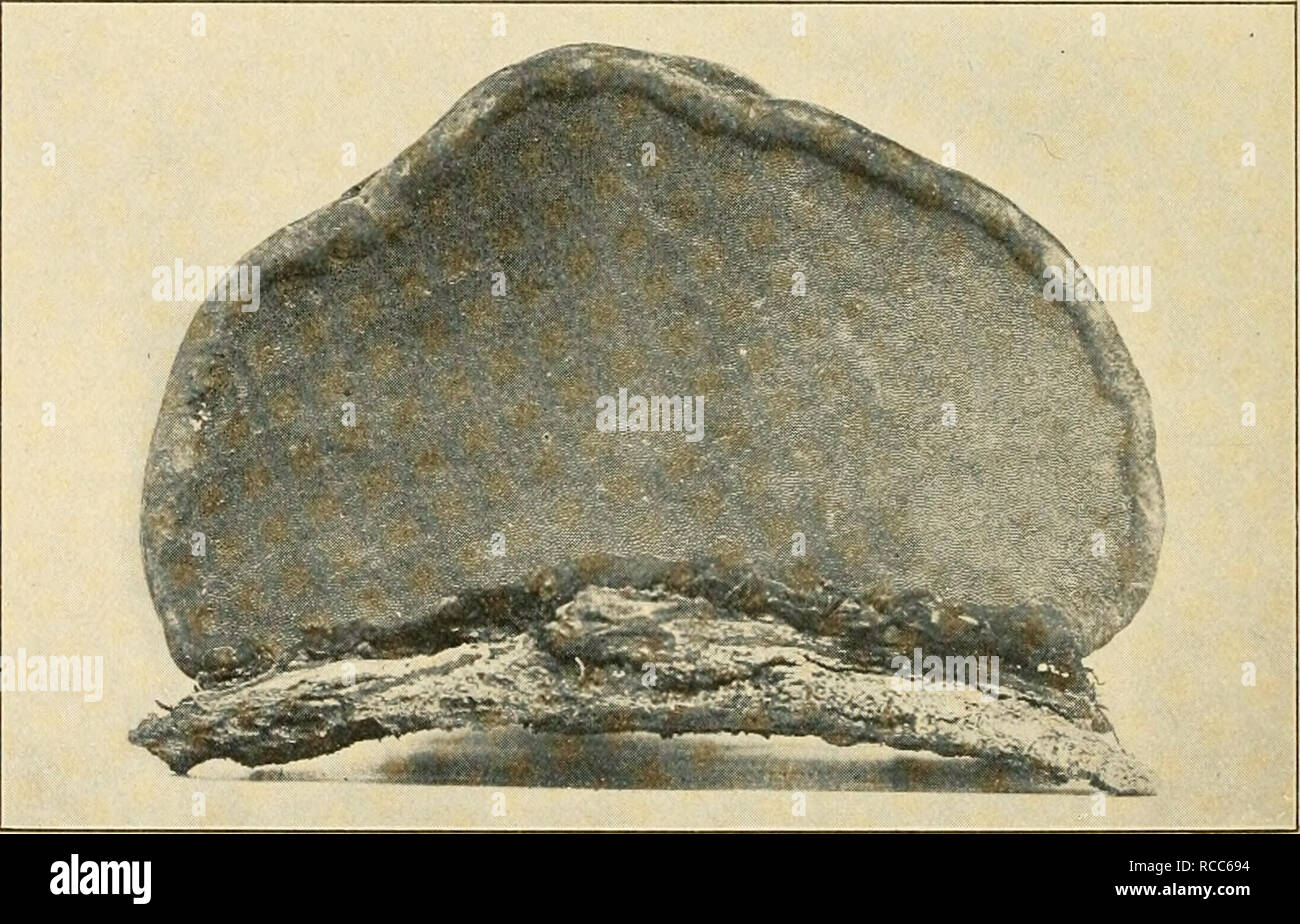 . Diseases of economic plants. Plant diseases. Fia. 210. — Russula rubra. Portion of the hymenium. sh, sub-hymenial layer; fc, basidia; s, sterigmata; .sp, spores; p, paraphyses; c, a cystid (x 540).. Fig. 211. — Fomes fomentarius; sporophore showing pores. After Atkinson.. Please note that these images are extracted from scanned page images that may have been digitally enhanced for readability - coloration and appearance of these illustrations may not perfectly resemble the original work.. Stevens, Frank Lincoln, 1871-1934; Hall, John Galentine, 1870-. New York, Macmillan Stock Photo