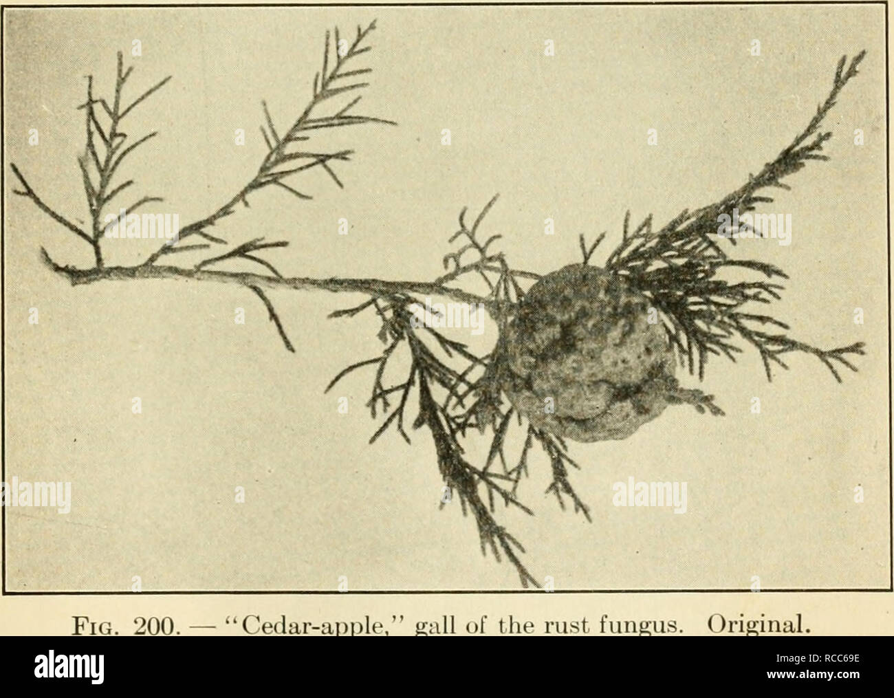 . Diseases of economic plants. Plant diseases. Trees and Timber 383 CEDAR, RED {Juniperus) Rusts ^&quot;^ {Gymnosporangium sps.).—Several distinct species of the parasite occur on Juniperus, some of which produce the usual &quot;cedar-apples,&quot; others produce cankers or witches-brooms on the branches, or spots on the leaves. They are usually of but small significance to the cedar tree itself unless exceptionally abundant. See apple rust.. Fig. 200. — &quot;Cedar-apple,&quot; iingus. Original. White-rot &quot;^&quot;^^ {Fomes juniperinus v. Sch.). — In this dis- ease holes appear in the hea Stock Photo