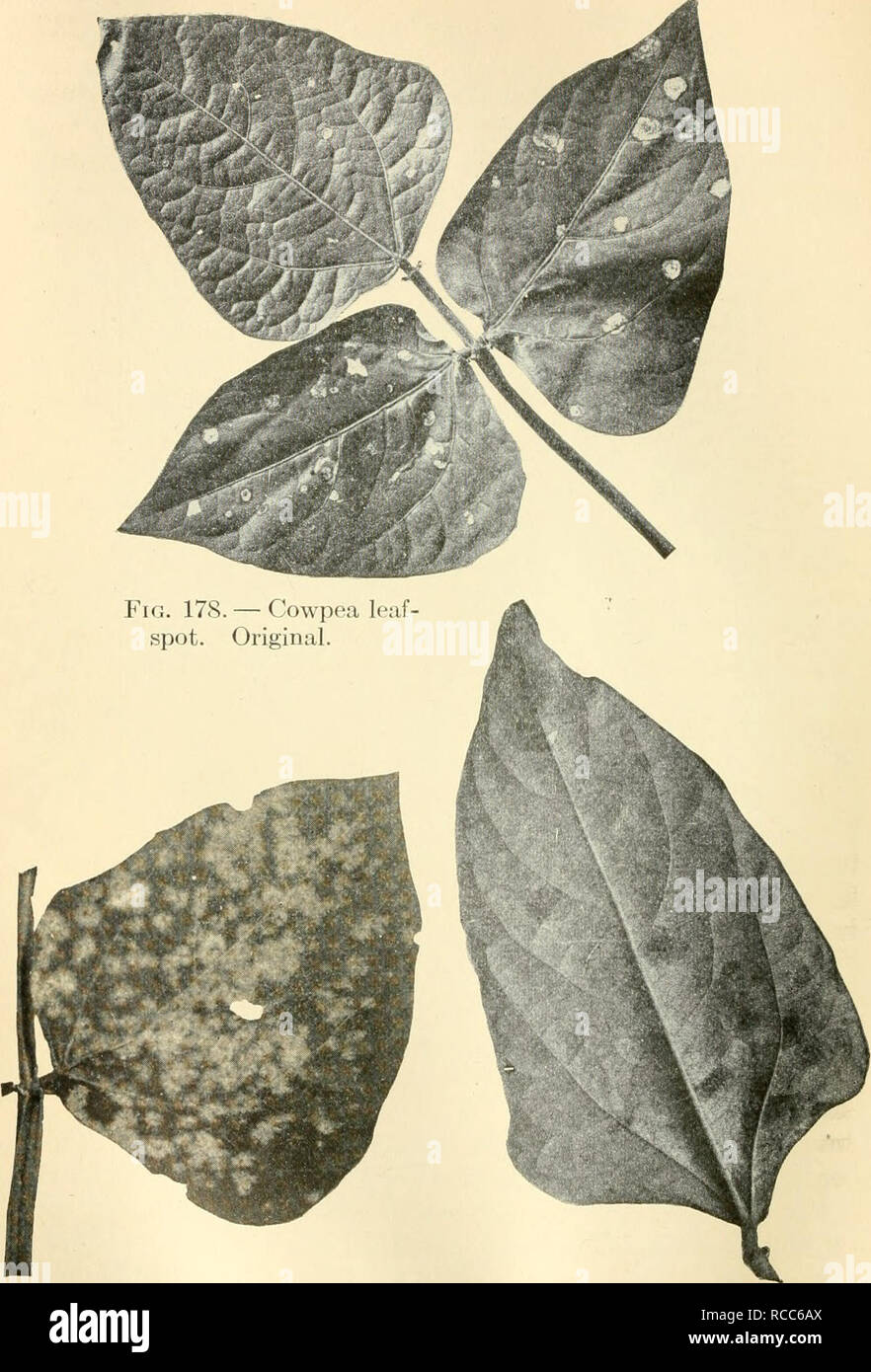 . Diseases of economic plants. Plant diseases. Fig. 179. â Cowpea leaflet spotted with powdery-mildew. Original. Fig. 180. ââ Leaflet of cowpea showing Cercospora spots. Original.. Please note that these images are extracted from scanned page images that may have been digitally enhanced for readability - coloration and appearance of these illustrations may not perfectly resemble the original work.. Stevens, Frank Lincoln, 1871-1934; Hall, John Galentine, 1870-. New York, Macmillan Stock Photo
