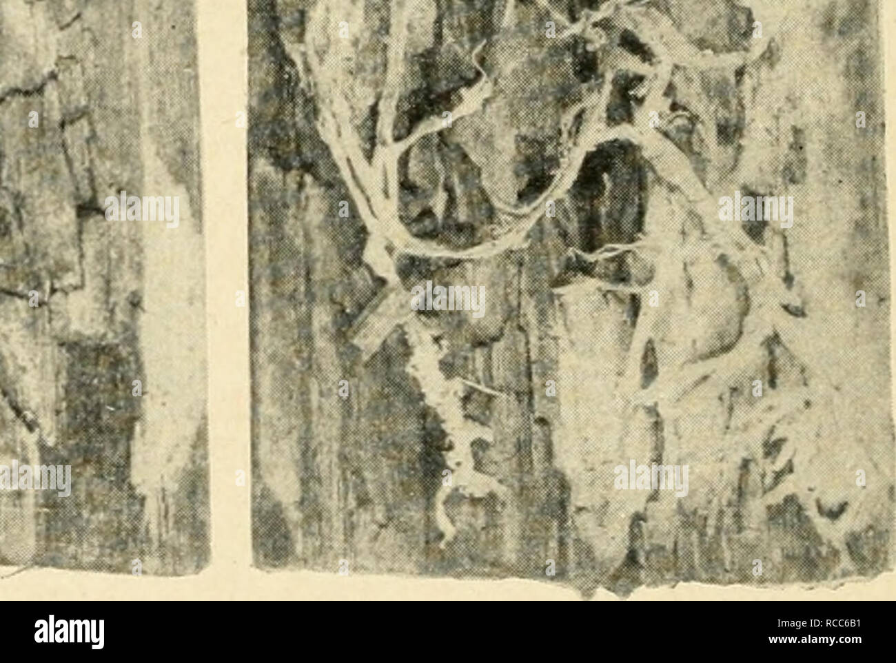 . Diseases of economic plants. Plant diseases. Fi(i. 180. — Drj rut fungus (Merulius lacrymans) ; on the right the mycelium is visible as white strings. After Freeman. 4,000,000,000, necessitating an annual replacement of some 500,000,000 in the United States, indicates the enor- mous money values involved. This kind of decay is brought about by agencies similar, sometimes identical, with those causing rot in living trees,. Please note that these images are extracted from scanned page images that may have been digitally enhanced for readability - coloration and appearance of these illustration Stock Photo