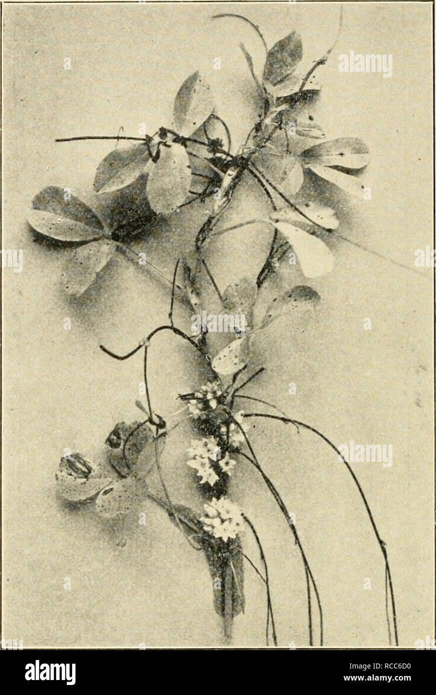 . Diseases of economic plants. Plant diseases. 884 DISEASES OF ECONOMIC PLANTS. Fig. 163. — Alfalfa plant and dodder. After Stewart and others. French and Wilson': Unlike the ascochyta leaf spot, this disease attacks chiefly green leaves in the upper part of the plant. The spots are circular, 1-3 mm. in diameter, and usually light brown with a narrow border of dark 1 Stewart, French and Wilson, I.e.. Please note that these images are extracted from scanned page images that may have been digitally enhanced for readability - coloration and appearance of these illustrations may not perfectly rese Stock Photo