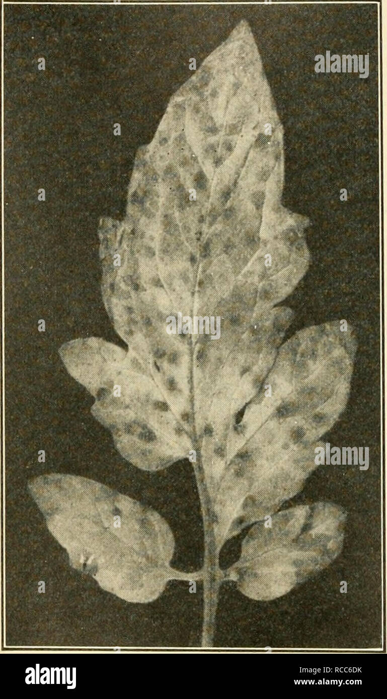 . Diseases of economic plants. Plant diseases. 262 Diseases of Economic Plants Leaf-mold (Cladosporium fulvum Cke.), — Under glass in the North and occasionally in the open, especially in the South, this disease is destructive. It occurs as rusty or cinnamon brown blotches on the lower side of the leaf, which turns yellow above, then brown or black, curls, and dies. The loss of food supply consumed by the parasite, together with the loss through destruction of the leaf green, injures the yield seriously. Indoors ventilation is the best remedy, coupled with clean culture to avoid carrying the p Stock Photo