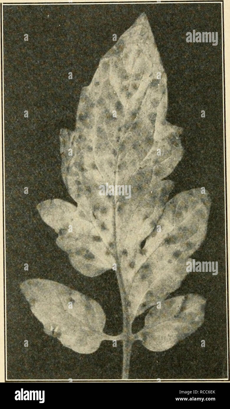 . Diseases of economic plants. Plant diseases. 310 DISEASES OF ECONOMIC PLANTS As to means of dissemination and control, what is said under soil diseases will apply. Leaf mold {Cladosporium fulvum Cke.). — Under glass in the North and occa- sionally in the open, especially in the South, this disease is destruc- tive. It occurs as rusty or cinnamon- ])rown blotches on the lower side of the leaf, which turns yellow above, then l^rown or black, curls, and dies. The loss of food sup- ply consumed l)y the parasite together with the loss through de- struction of the leaf green injures the yield seri Stock Photo