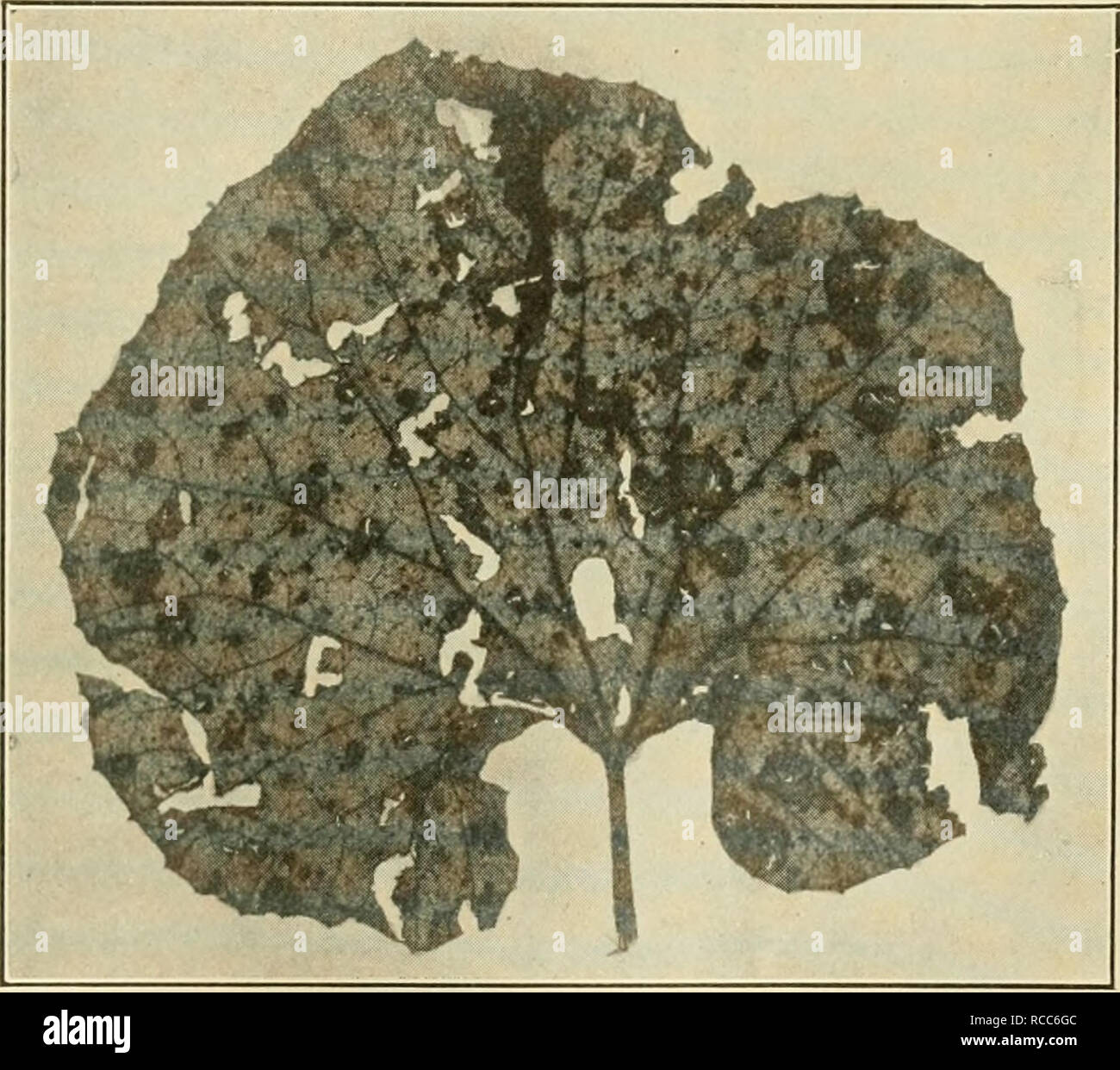 . Diseases of economic plants. Plant diseases. Vegetable and Field Crops 185 If melons be repeatedly grown upon the same field, the disease increases year by year; hence rotation should be practiced, and resistant varieties should be used. A promis- ing resistant variety has been reported by Blinn. Spraying as recommended for cucurbits generally is effective. Southern-blight {Sderotium rolfsii Sacc). — A large per- centage of the muskmelon and watermelon crops in the. Fig. 101. — Muskmelon leaf spotted with downy-mildew. Original. southernmost states is often destroyed by this disease. It is p Stock Photo