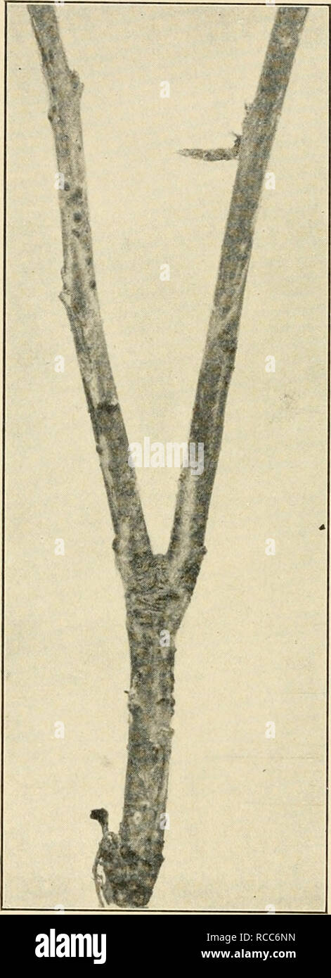 . Diseases of economic plants. Plant diseases. 90 BIS EASES OF ECONOMIC PLANTS. Fig. 35. â Hypochnose, showing sclerotia on twig at left and rhizomorphic strands on twig at right. Original. gether with the sclerotia and extencUng along the twig longitudinally are also found silvery, glis- tening, thread-like, fun- gous growths. This fungus hibernates in the sclerotia on or near the terminal bud and thence invades the new twigs as â they develop, reaching out upon each leaf, spreading over its under surface in almost invisible thinness, and causing it to droop, die, and eventually to fall away. Stock Photo
