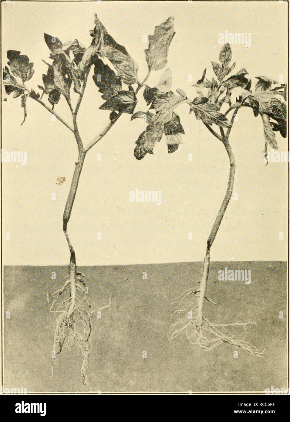 . Diseases of economic plants. Plant diseases. 20 Diseases of Economic Plants of fungi, prominent among them being Pythium, Thielavia, Corticium, Fusarium, Botiytis, Sclerotinia, Sclerotium, Phoma, Volutella, Phytophthora, Colletotrichuin, Gloeospo-. FiG. 4. — Stems of young greenhouse tomato plants damped- off frcm attacks of Corticium. After Humbert. rium. The fungus which causes this condition maj^ often be seen as a weft of mycehum around the base of the diseased plant, or even creeping over the ground to some distance.. Please note that these images are extracted from scanned page images  Stock Photo