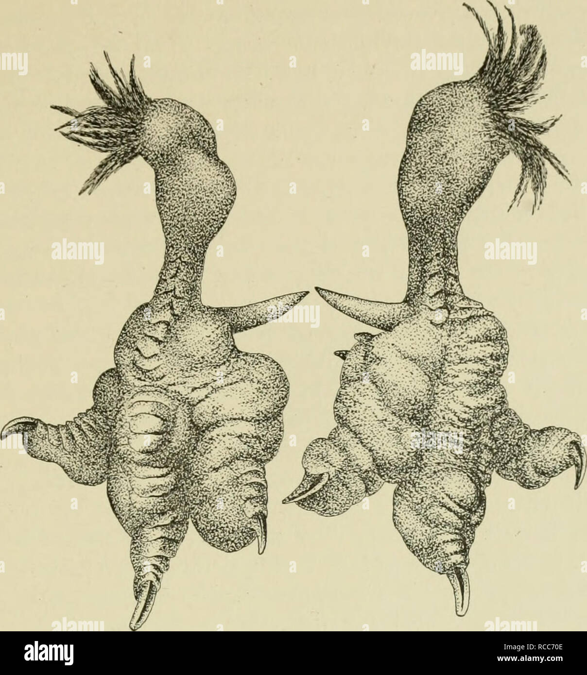 . Diseases of domesticated birds. Poultry; Poultry; Birds. GENERAL