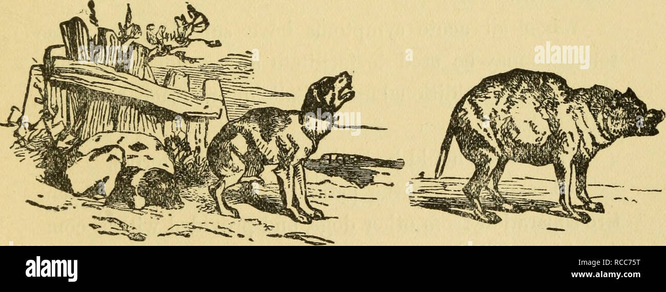 . The dog in health and in disease : including his origin, history, varieties, breeding, education, and general management in health, and his treatment in disease. Dogs. Gastritis.. Colic. Rheumatism. Fig. 17.—(Mayhew.) In dysentery, tenderness, if present, will not be so dif^ fuse, and the stools are characteristic, at all events after the first, which may resemble those of a simple diarrhoea. Later they are soft, may contain little balls of fecal mat-. Please note that these images are extracted from scanned page images that may have been digitally enhanced for readability - coloration and a Stock Photo