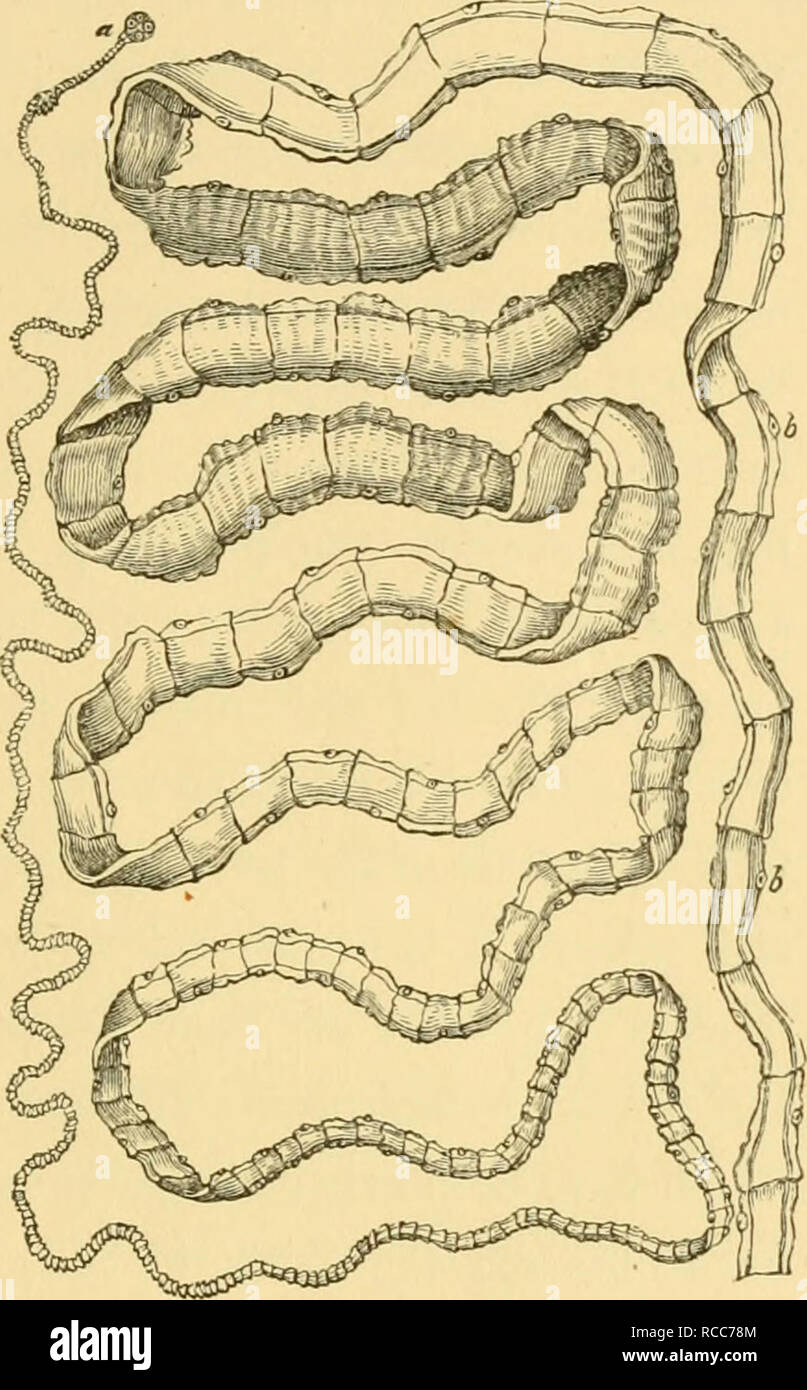 Lateral line disease hires stock photography and images Alamy