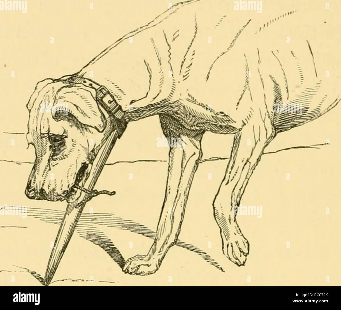 Can A Dog Break Its Jaw