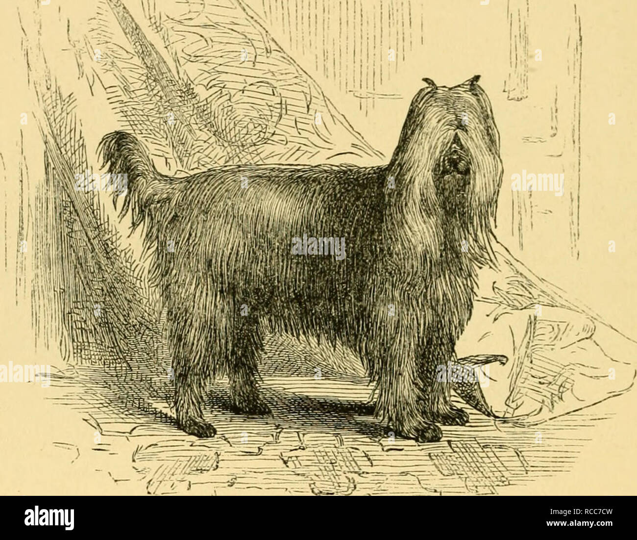 The Dog In Health And Disease Comprising The Various Modes Of