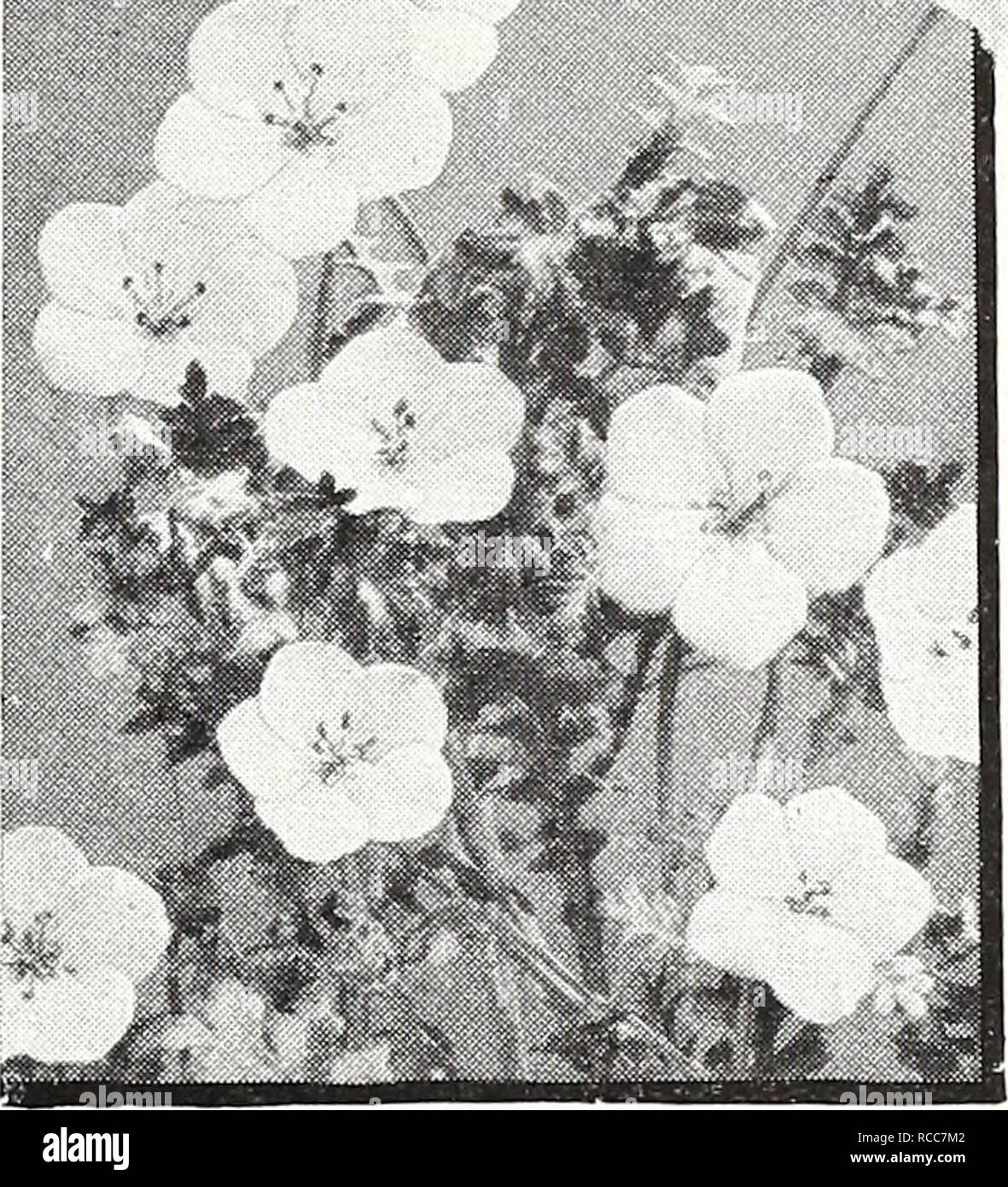 . Dreer's 1950. Seeds Catalogs; Nursery stock Catalogs; Gardening Equipment and supplies Catalogs; Flowers Seeds Catalogs; Vegetables Seeds Catalogs; Fruit Seeds Catalogs. J^IA Nasturtium —Double Gleam Hybrids Nierembergia—Bfue Cups Coerulea, 3159. (Hippomanica.) Charming 8-inch annual covered with cup-shaped lavender-blue flowers from mid- summer until frost. Splendid for dwarf MMMMmM beds, borders and rock gardens. Pkt. 20(/'. Purple Robe, 3161. Deep violet blooms on compact, free-flowering plants, 6 inches tall. Pkt. 25^. NEMOPHILA, Insignis Blue, 3143. (Baby Blue Eyes.) A charming annual w Stock Photo