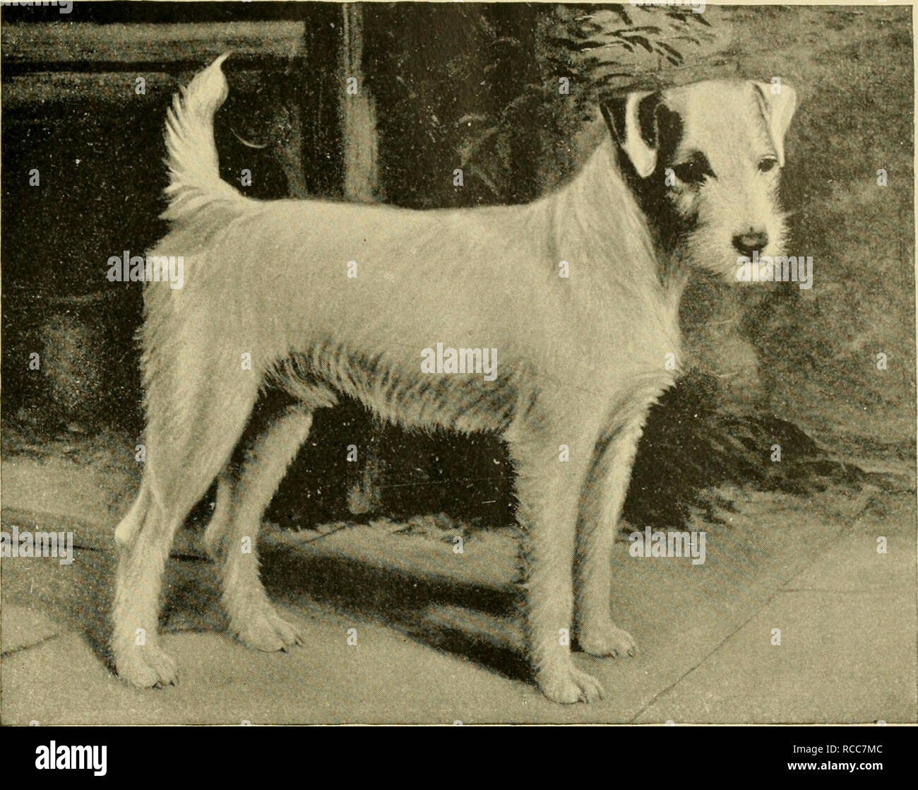 wire fox terrier training
