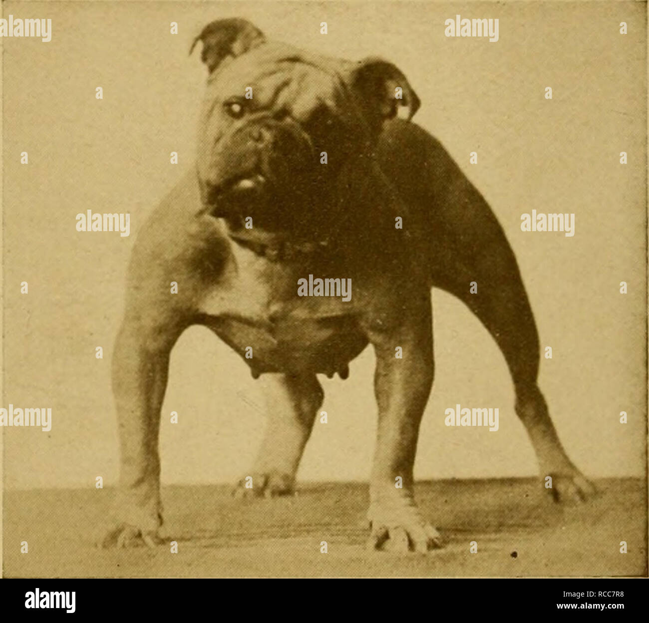 The Dog Book A Popular History Of The Dog With Practical Information As To Care And Management Of House Kennel And Exhibition Dogs And Descriptions Of All The Important Breeds