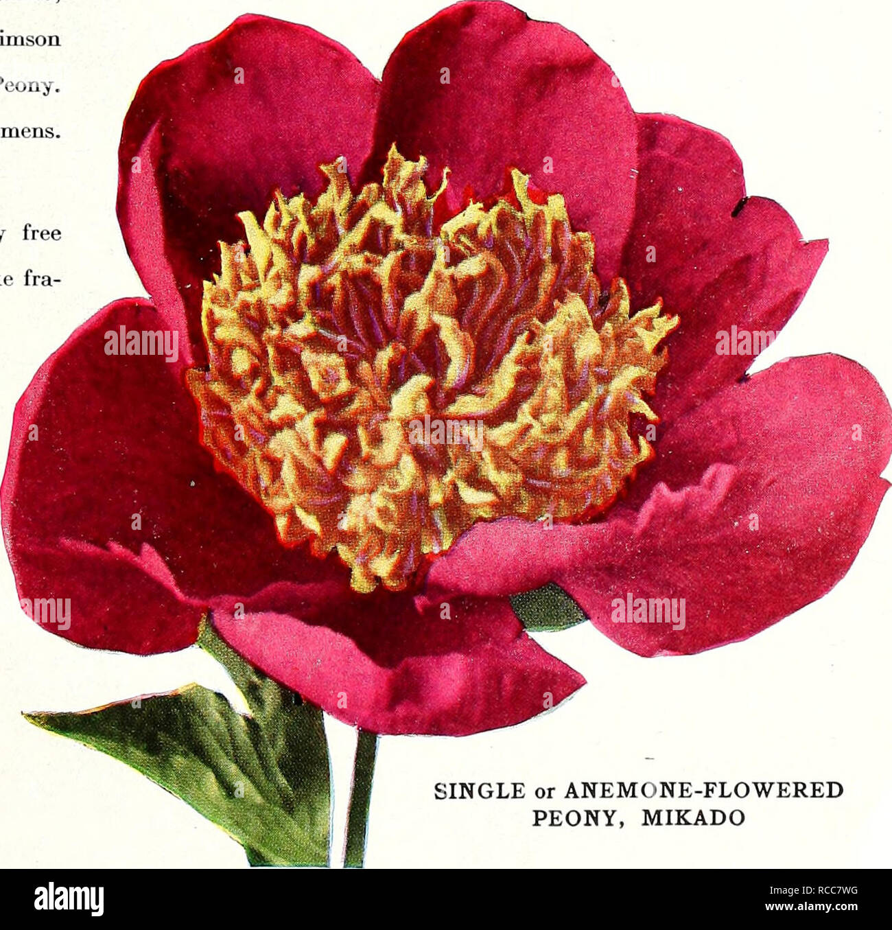 . Dreer's 1949 fall bulb catalog : 1838 - 111 years of quality - 1949. Bulbs (Plants) Catalogs; Flowers Seeds Catalogs; Gardening Equipment and supplies Catalogs; Nurseries (Horticulture) Catalogs; Vegetables Seeds Catalogs. RICHARD CARVEL Red and Crimson Cherry Hill. (8.6) Dark crimson, sliowing yellow stamens. Very attractive. $1.35 each; 3 lor .'§3.50. Felix Crousse. (8.4) Brilliant red. Free bloomer. One of the best reds for cutting. §1.25 each; 3 for $3.25. Inspecteur Lavergne. (8.7) Beautiful deep red. $1.35 each; 3 for $3.50. Karl Rosenfield. (8.8) Bright crimson. One of the best deep r Stock Photo
