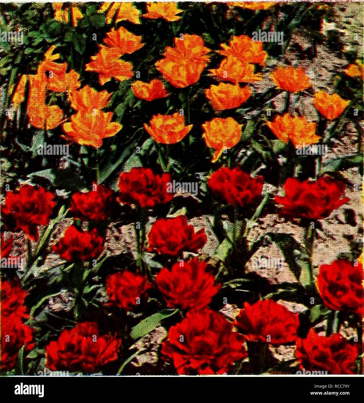. Dreer's 1951 autumn catalog for spring beauty. Bulbs (Plants) Catalogs; Flowers Seeds Catalogs; Gardening Equipment and supplies Catalogs; Nurseries (Horticulture) Catalogs; Vegetables Seeds Catalogs. PARROT TULIP, THERESE TULIP SPICE • . Everything Nice To Make Your Spring Garden Flavorful and Complete PARROTS for Talking Color One of ISIature's Most Artistic Creations Blue Parrot. A subtle, harmonious blend of several exquisite blue and heliotrope shades. Very sturdy. BT 405 A. .5 for 70c; 10 for $1.2.5; 25 for $2.80. Orange Favorite. Beautifully slashed petals of rich glowing orange with  Stock Photo
